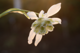Galanthus nivalis f. pleniflorus 'Flore Pleno' RCP3-2016 (34) .JPG